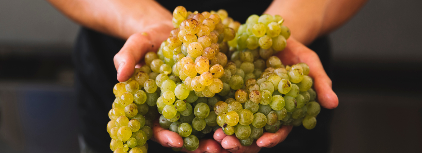 Harvested grapes from TWR Te Whare Ra